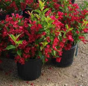 Вейгела ред