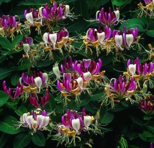 Жимолость приморская Серотина (С3)