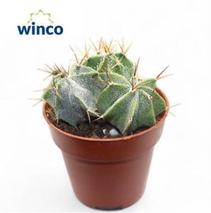 Астрофитум декоративный (группа) 8,5см Астрофитум декоративный (группа) 8,5см