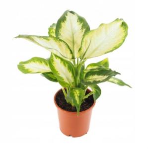 Хлорофитум Грин, комп. (D-15) Хлорофитум Грин, комп. (D-15)