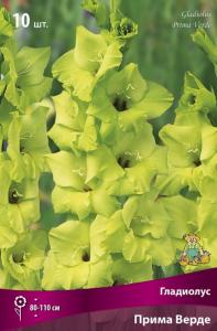 Гладиолус крупноцветковый Прима Верде (ветло-салатовый с красным пятном в горле цветка, 10шт, 10-12)