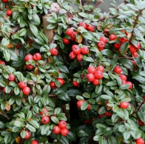 Скриншот 21-04-2026 145015