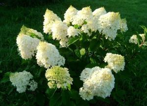 Гортензия метельчатая Сильвер Доллар C2