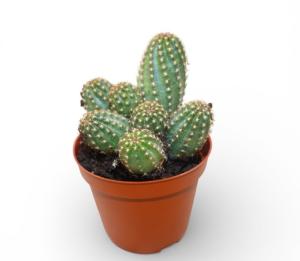 Эхинопсис хамецереус Сильвестра С8,5 Н18