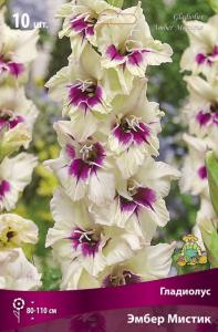 Гладиолус Амбер Мистик 10-12 крупн. 10шт