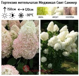 Гортензия метельчатая Меджикал Свит Саммер С3 СП (зеленые, белые, розовые)