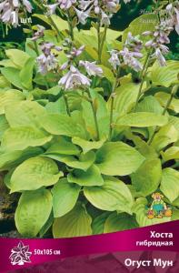 Хоста гибридная Огуст Мун 1шт (цветки бледно-лиловые)