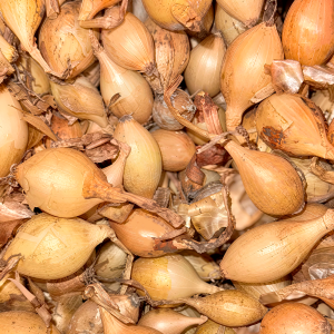 Лук-севок Шекспир желтый 821 ОЗИМЫЙ 20кг Голландия Лук-севок Шекспир желтый 821 ОЗИМЫЙ 20кг Голландия