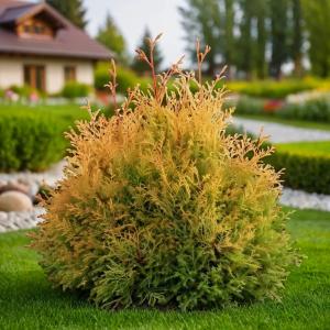 Туя западная Рейнголд C 7,5 20-30 1