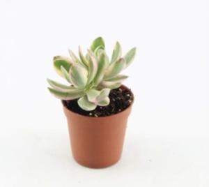 Крассула Мани Мейкер Вариегата, уп. (D-5) Крассула Мани Мейкер Вариегата, уп. (D-5)