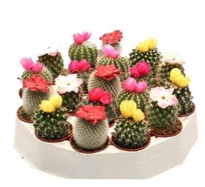 Кактус Микс (С Сухими Цветами) (D-5)