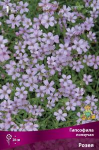 Гипсофила ползучая Розея 1шт (20см, нежо-розовая, аромантная, I) Гипсофила ползучая Розея 1шт (20см, нежо-розовая, аромантная, I)