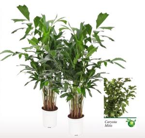 Кариота Митис 21см (высота цветка 110см)
