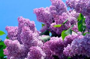 Сирень обыкновенная Ладога с3