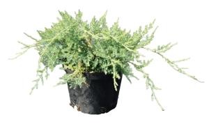 Можжевельник виргинский Грей Оул (Juniperus virgin. Grey Owl С3)