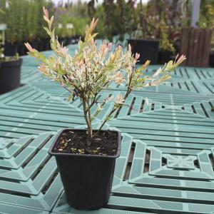 Ива цельнолистная Хакуро Нишики С2 (ГРС)