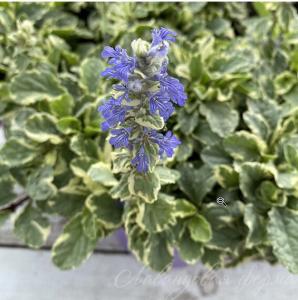 Скриншот 24-11-2023 112138