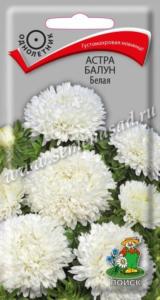 Астра Балун Белая (ЦВ) (