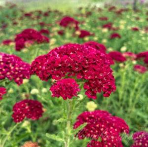Тысячелистник 'Tutti Frutti Pomegranate' (a_2598)