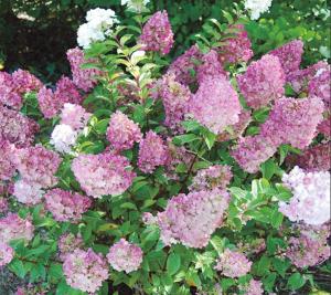Гортензия метельчатая  Сандей Фрейз С3 СП-22