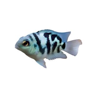 рыбка акв. Попугай пурпурный М 1