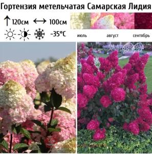 Гортензия метельчатая Самарская Лидия С5 СП (яркая красная окраска)