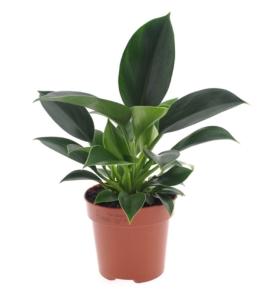 Филодендрон Зеленая Принцесса 12см