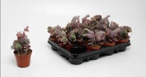 Каланхоэ Амег С8,5 Н15 Каланхоэ Амег С8,5 Н15