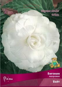 Бегония махровая Вайт 2шт.4-5