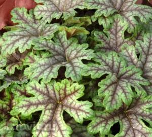 Гейхерелла Тапестри 1шт (рельефные листья, 20см, I)