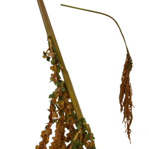 Иск.цветы Амарант оранжевый h120см