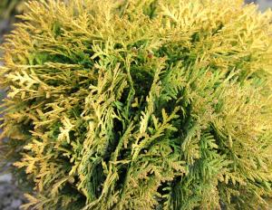 Скриншот 22-04-2024 110118