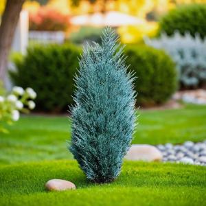 Можжевельник скальный Мунглоу C3 1