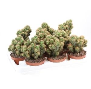 Цереус Перуанский Монстросус Желтый С10,5 Н15