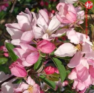 Яблоня дек. Ред Обелиск 200-250 С25 РСав