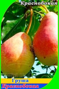 Груша Краснобокая М, Бор 2020 гп позднеосенний сорт пакет (V26) (ПДИ)