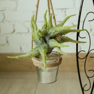 иск.подвесное суккуленты 16,5                        DTG-07