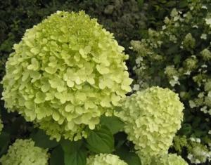 Гортензия метельчатая Лимелайт (Limelight) с3