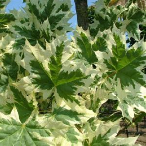 Клен остролистный (Acer platanoides Drummondii) C30 Н300 - 320-obw