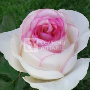 Роза Дольче Вита 1шт чайно-гибридная (Сем Алт)