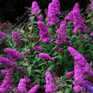 Буддлея Давида Нано Пурпл С3 ГлХ 