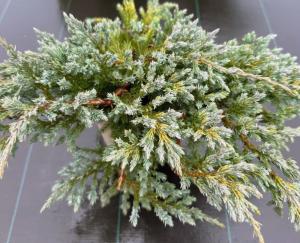 Можжевельник скальный Блю Карпет С3 (Монблан)