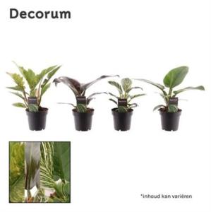 Филодендронов смесь (декорум) 12см Филодендронов смесь (декорум) 12см