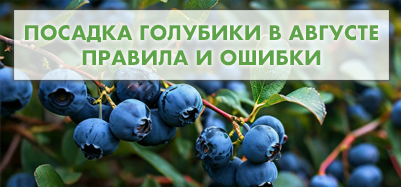 Посадка голубики в августе: правила и ошибки