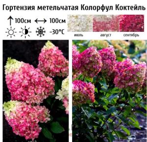 Гортензия метельчатая Коттон Крем  С5 СП-23 (в начале  зеленоватые, потом кремовые)