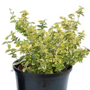 Бересклет форчуна Эмералд энд Голд v2 Lav