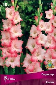 Гладиолус крупноцветковый Хеопс 10шт (цветок белый с ярко-розовым краем, 80-110см, 10/12)
