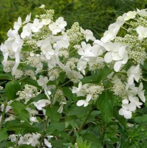 Гортензия метельчатая  Вайт Леди С3 СП-22