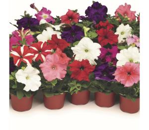 Рассада петуния амп