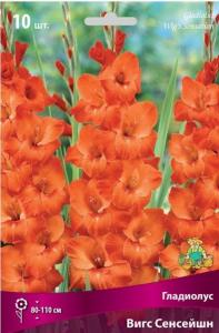 Гладиолус Вигс Сенсейшн 10шт 12-14
